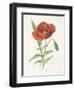 Scarlet Poppy-Gwendolyn Babbitt-Framed Art Print