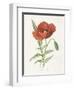 Scarlet Poppy-Gwendolyn Babbitt-Framed Art Print