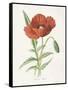 Scarlet Poppy-Gwendolyn Babbitt-Framed Stretched Canvas