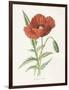 Scarlet Poppy-Gwendolyn Babbitt-Framed Art Print