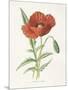 Scarlet Poppy-Gwendolyn Babbitt-Mounted Art Print