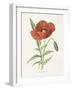 Scarlet Poppy-Gwendolyn Babbitt-Framed Art Print