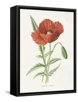 Scarlet Poppy-Gwendolyn Babbitt-Framed Stretched Canvas