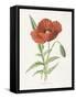 Scarlet Poppy-Gwendolyn Babbitt-Framed Stretched Canvas