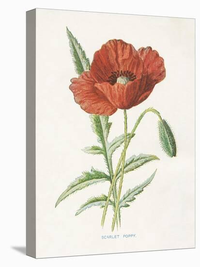 Scarlet Poppy-Gwendolyn Babbitt-Stretched Canvas