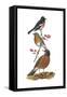 Scarlet Robin, European Robin, American Robin-Encyclopaedia Britannica-Framed Stretched Canvas