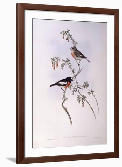 Scarlet Robin (Petroica Multicolour)-John Gould-Framed Giclee Print