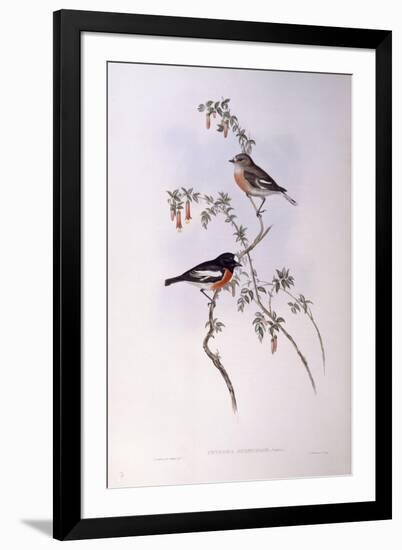 Scarlet Robin (Petroica Multicolour)-John Gould-Framed Giclee Print