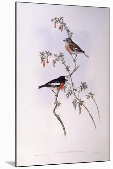 Scarlet Robin (Petroica Multicolour)-John Gould-Mounted Giclee Print