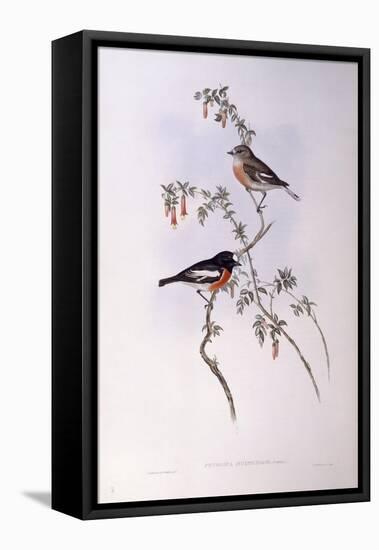 Scarlet Robin (Petroica Multicolour)-John Gould-Framed Stretched Canvas