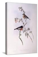 Scarlet Robin (Petroica Multicolour)-John Gould-Stretched Canvas