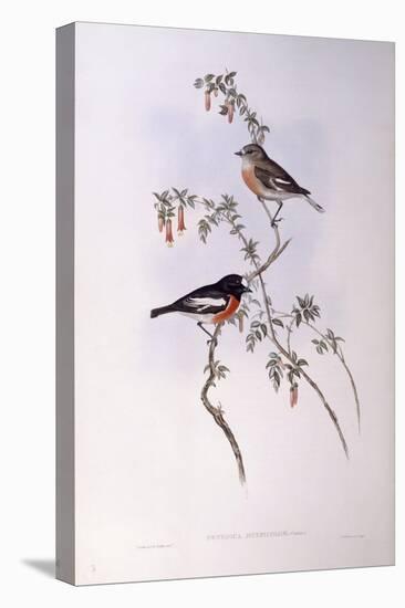 Scarlet Robin (Petroica Multicolour)-John Gould-Stretched Canvas