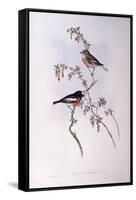 Scarlet Robin (Petroica Multicolour)-John Gould-Framed Stretched Canvas