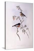 Scarlet Robin (Petroica Multicolour)-John Gould-Stretched Canvas