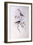 Scarlet Robin (Petroica Multicolour)-John Gould-Framed Premium Giclee Print