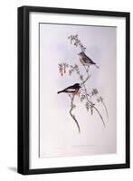 Scarlet Robin (Petroica Multicolour)-John Gould-Framed Premium Giclee Print