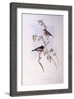 Scarlet Robin (Petroica Multicolour)-John Gould-Framed Giclee Print