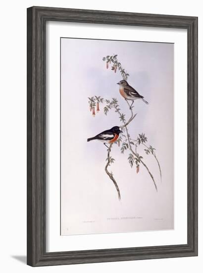 Scarlet Robin (Petroica Multicolour)-John Gould-Framed Giclee Print