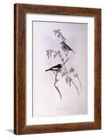 Scarlet Robin (Petroica Multicolour)-John Gould-Framed Giclee Print