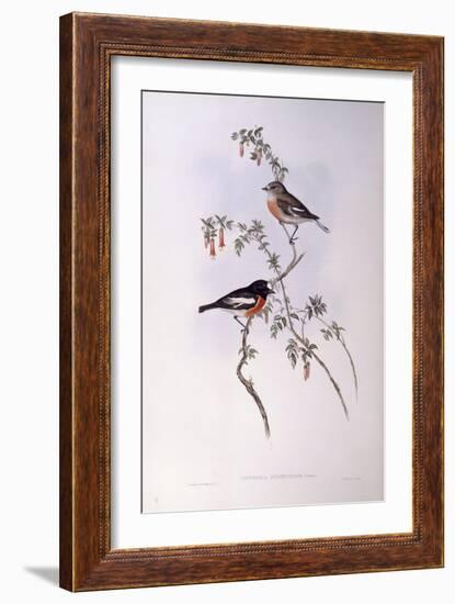 Scarlet Robin (Petroica Multicolour)-John Gould-Framed Giclee Print