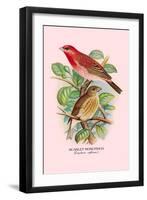 Scarlet Rose-Finch-Arthur G. Butler-Framed Art Print