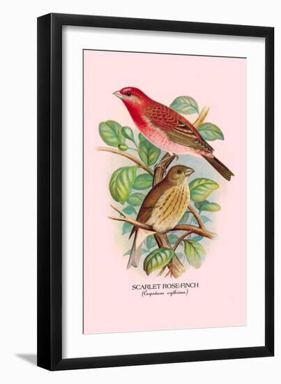 Scarlet Rose-Finch-Arthur G. Butler-Framed Art Print