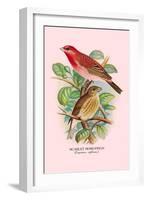 Scarlet Rose-Finch-Arthur G. Butler-Framed Art Print