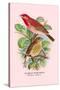 Scarlet Rose-Finch-Arthur G. Butler-Stretched Canvas