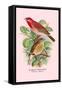 Scarlet Rose-Finch-Arthur G. Butler-Framed Stretched Canvas