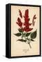 Scarlet Sage, Salvia Splendens. Chromolithograph from an Illustration by Desire Bois from Edward St-Désiré Georges Jean Marie Bois-Framed Stretched Canvas