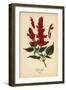 Scarlet Sage, Salvia Splendens. Chromolithograph from an Illustration by Desire Bois from Edward St-Désiré Georges Jean Marie Bois-Framed Giclee Print