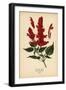 Scarlet Sage, Salvia Splendens. Chromolithograph from an Illustration by Desire Bois from Edward St-Désiré Georges Jean Marie Bois-Framed Giclee Print