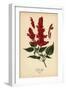 Scarlet Sage, Salvia Splendens. Chromolithograph from an Illustration by Desire Bois from Edward St-Désiré Georges Jean Marie Bois-Framed Giclee Print