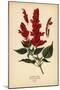 Scarlet Sage, Salvia Splendens. Chromolithograph from an Illustration by Desire Bois from Edward St-Désiré Georges Jean Marie Bois-Mounted Giclee Print