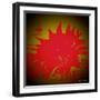 Scarlet Splash-Herb Dickinson-Framed Photographic Print