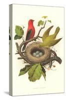 Scarlet Tanager Nest and Eggs-null-Stretched Canvas