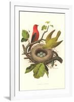 Scarlet Tanager Nest and Eggs-null-Framed Art Print