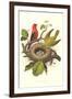 Scarlet Tanager Nest and Eggs-null-Framed Art Print