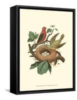 Scarlet Tanager & Nest-null-Framed Stretched Canvas