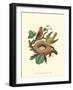 Scarlet Tanager & Nest-null-Framed Art Print