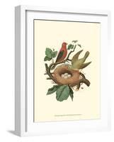 Scarlet Tanager & Nest-null-Framed Art Print