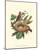 Scarlet Tanager & Nest-null-Mounted Art Print