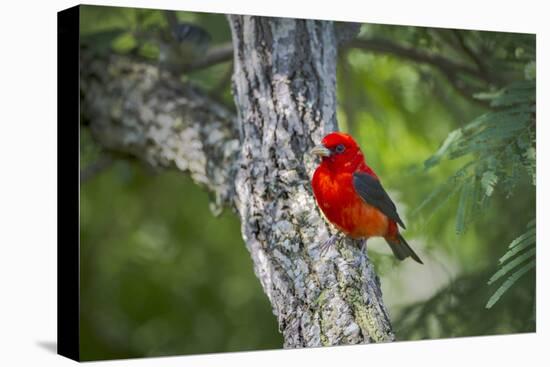 Scarlet Tanager (Piranga ludoviciana) male perched-Larry Ditto-Stretched Canvas