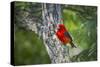 Scarlet Tanager (Piranga ludoviciana) male perched-Larry Ditto-Stretched Canvas