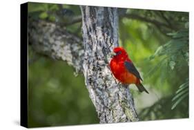 Scarlet Tanager (Piranga ludoviciana) male perched-Larry Ditto-Stretched Canvas