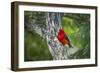 Scarlet Tanager (Piranga ludoviciana) male perched-Larry Ditto-Framed Photographic Print
