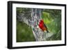 Scarlet Tanager (Piranga ludoviciana) male perched-Larry Ditto-Framed Photographic Print