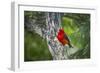 Scarlet Tanager (Piranga ludoviciana) male perched-Larry Ditto-Framed Photographic Print