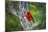 Scarlet Tanager (Piranga ludoviciana) male perched-Larry Ditto-Mounted Photographic Print