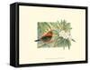 Scarlet Tanager-Janet Mandel-Framed Stretched Canvas